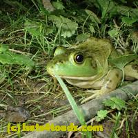 /home//u458753944/public_html/sourcegallery//Frogs/More bullfrogs/P7060236.JPG
